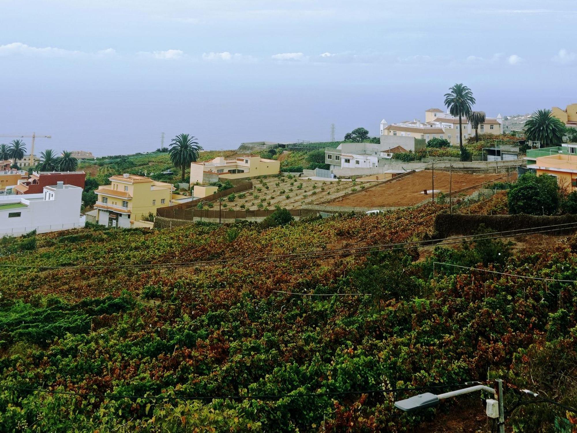 Villa Live La Victoria Carril - Casa Acogedora Y Familiar Con Terraza Completa La Victoria de Acentejo Esterno foto